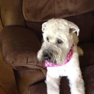 Meet your Posher, Anna